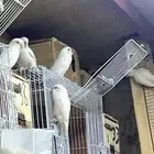روز البينو