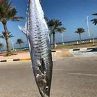 عدة صيد سمك كاستنج