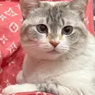 قطه للتبني معقمه