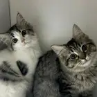 قطط