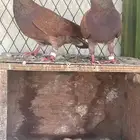 حمام كوره