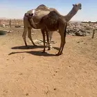 عشاير تحتها قعدان