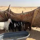 تيسين وجفره