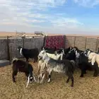 معزاء مراح واحد