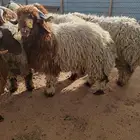 ذبائح نعيمي فاخر يوجد تمارا