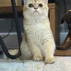 أنثى سكوتش للبيع