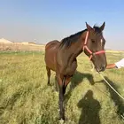 خيل إنجليزي للبيع شرط من كل شي سليم