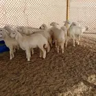 للبيع طليان حري
