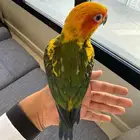 للبيع فرخ صن كنيور