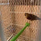 حسون ناري طفره ذكر