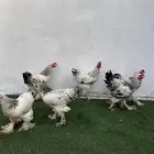ديوك براهم كولمبي
