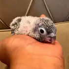 للبيع كنيور يلو سايد