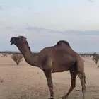 بعير حمر للبيع