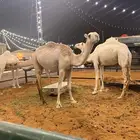 بكرتين حقايق