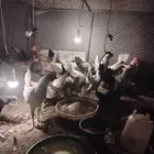 دجاج بشاير 5 شهور