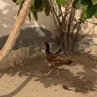 دجاجه بكستانية