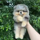 Blue merle tan Pomeranian for sale