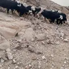 رخال نجد