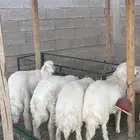 طليان جبره وثلاجه جوده وسعر مناسب