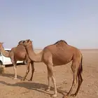 بكار للبيع