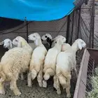خرفان