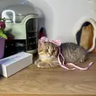 قطو سكوتش بيور للبيع