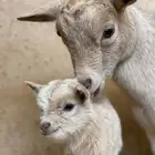 معزاء ماعز قزم الماعز القزم