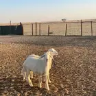 طليان العدد 2 اعمار 4-5 شهور
