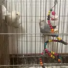 للبيع طيور الروز