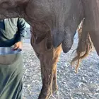 ناقه عشراء