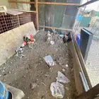 دجاج بلدي