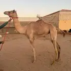 بكره حقه هجن