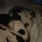 قطط للتبني