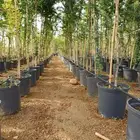 سدر بلدي ولوز هندي )كميات و استقامات مية في المية