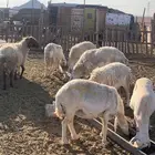 إمراح حريات