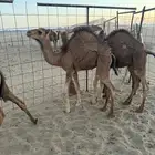 قعدان حمر للبيع
