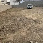 شوحط ب 300 الف