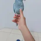 دره هولنديه ماشاء الله تبارك الرحمان حجم جامبو وأليفه حمام