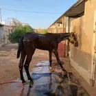 خيل تبني