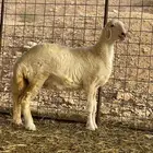 رخل حرية مغلقه شحم فل الفل