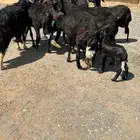 مهجنات طيبه