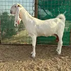 معزا بيض دفيع مشاريك حجازيات مطورة