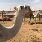 حواره باتلية شقحاء
