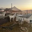 معزا مشاريك