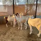 معزا دفيع ومقرعات مطورات طيبات