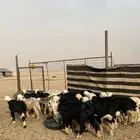 البيع بهم نجد العدد 23