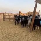 للبيع معزا عوارض وحريات بالفحل مضاريع ودفيع