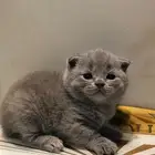 سكوتش  بلو للبيع