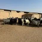 معزاء طيبه اللبييع