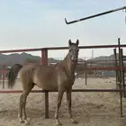 مهر شعبي العمر سنه